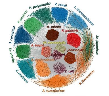 MetaPhase clusters